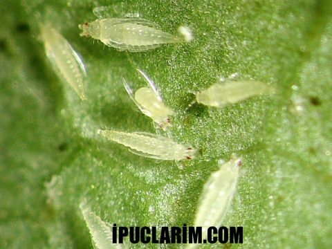 thrips