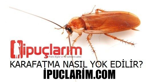 kara fatma nasil yok edilir nasil kurtulurum hamam bocekleri