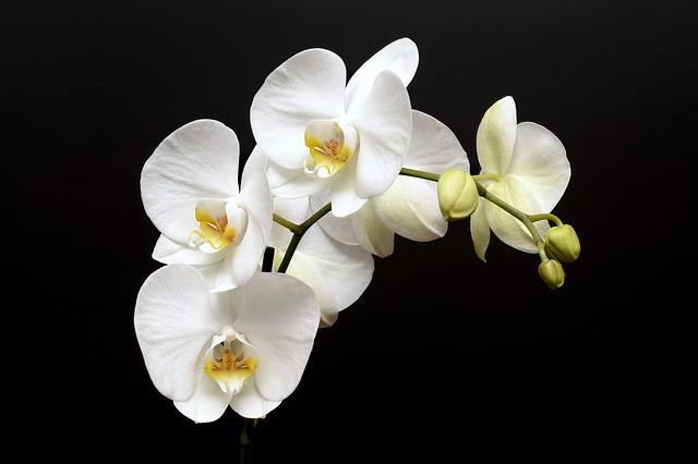 orkide cicegi
